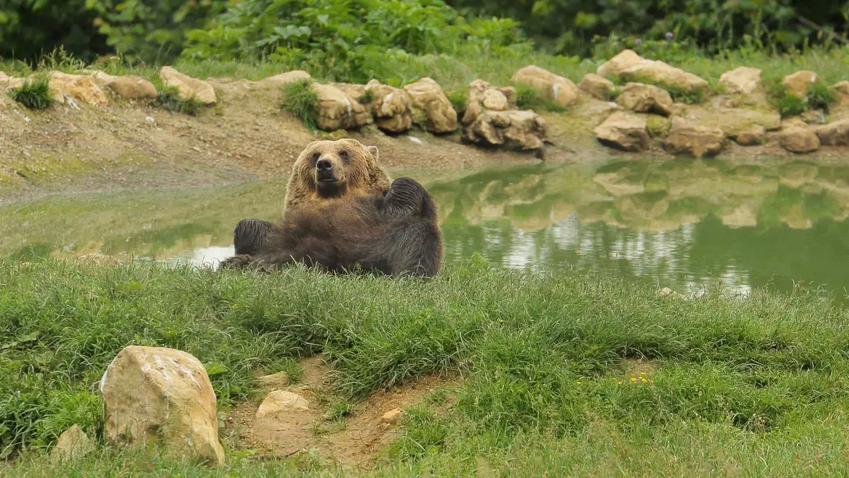 Brown bears at the Libearty sanctuary on a bear sanctuary and Dracula Castle tour from Bucharest