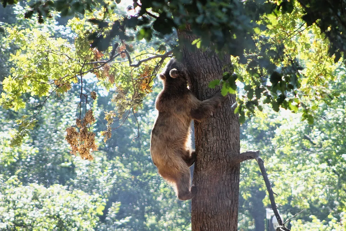 A brown bear climbing a tree at the Libearty sanctuary on a bear sanctuary and Dracula Castle tour